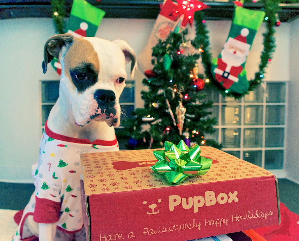 pupbox-howliday-christmas-dog-gifts-subscription-dog-box-white-boxer AND_3518