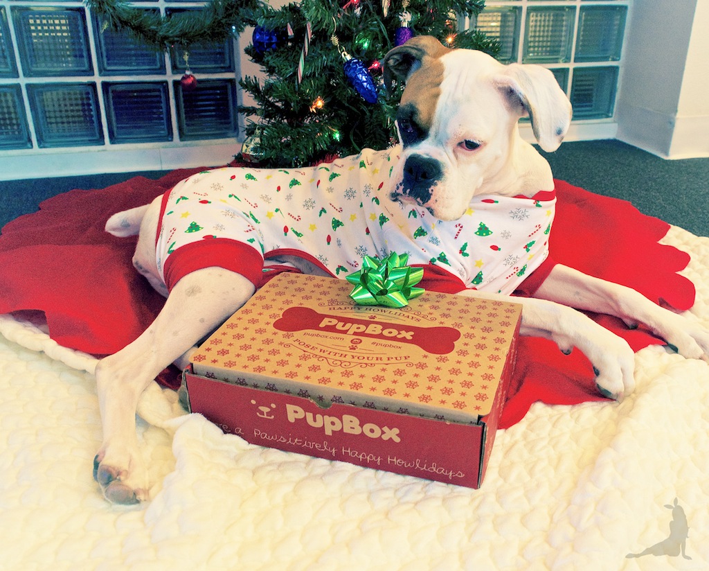 pupbox-howliday-christmas-dog-gifts-subscription-dog-box-white-boxer AND_3538