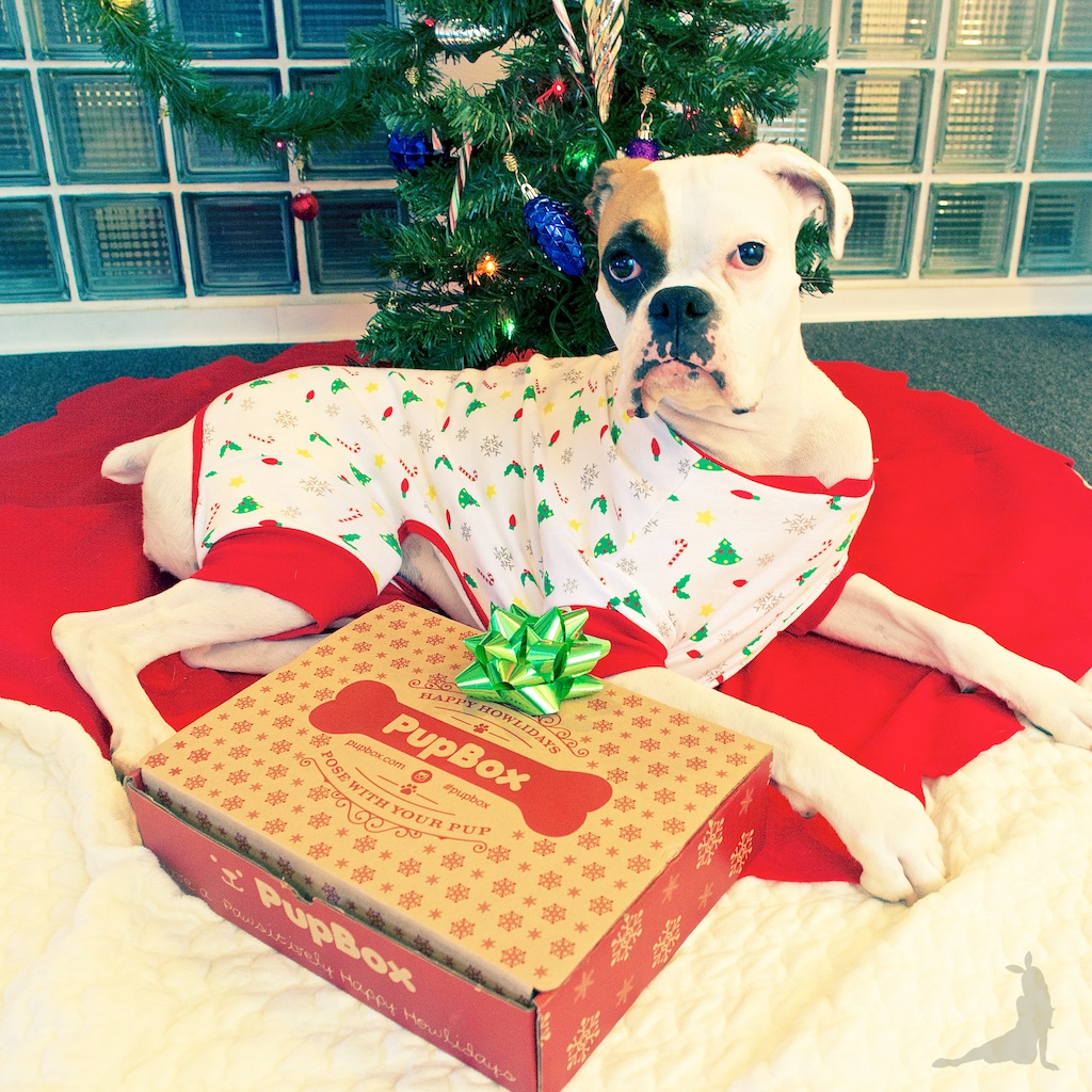 pupbox-howliday-christmas-dog-gifts-subscription-dog-box-white-boxer AND_3557