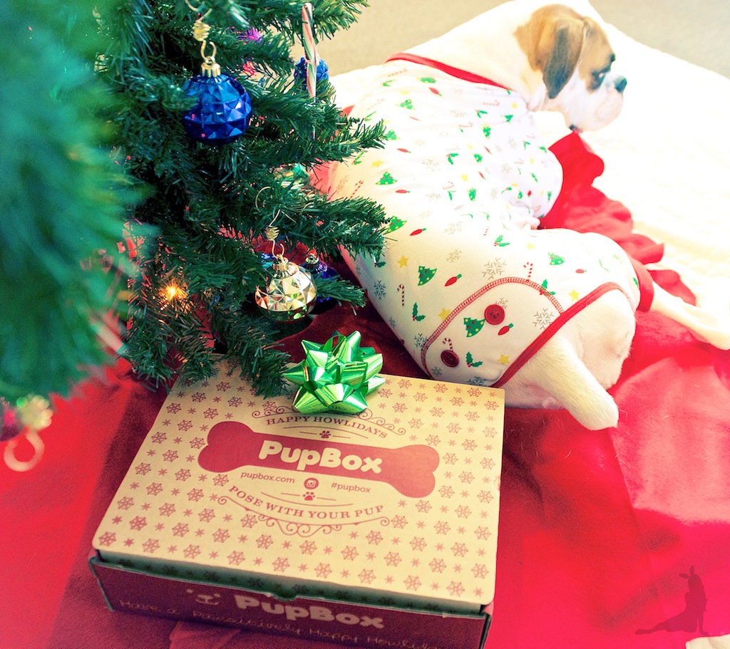 pupbox-howliday-christmas-dog-gifts-subscription-dog-box-white-boxer AND_3568
