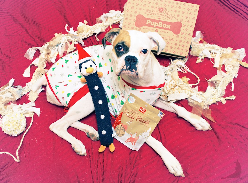 pupbox-howliday-christmas-dog-gifts-subscription-dog-box-white-boxer AND_3649