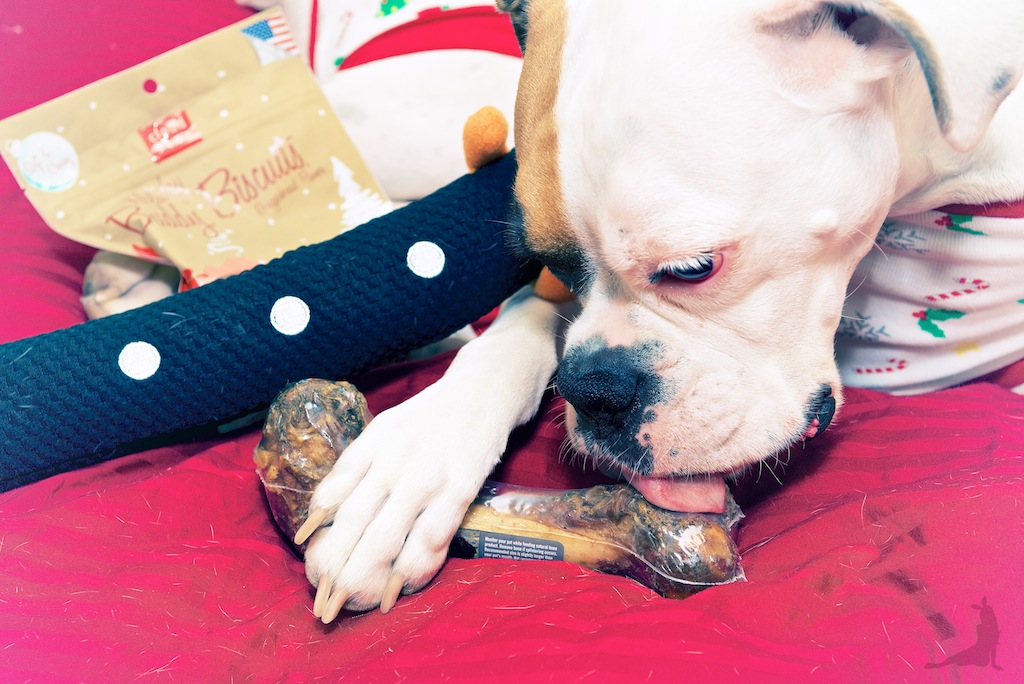 pupbox-howliday-christmas-dog-gifts-subscription-dog-box-white-boxer AND_3660