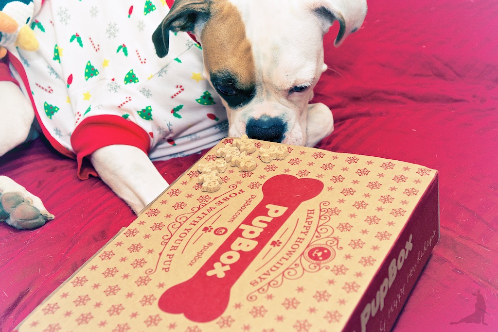 pupbox-howliday-christmas-dog-gifts-subscription-dog-box-white-boxer AND_3674